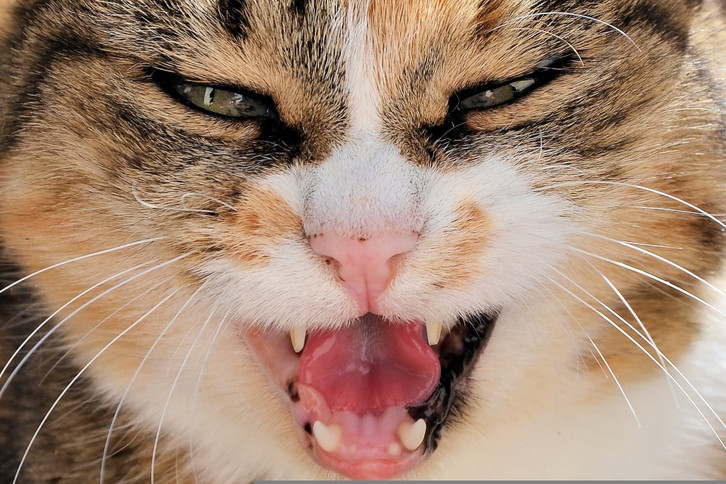 The cat's sharp teeth can penetrate deep into the tissue.