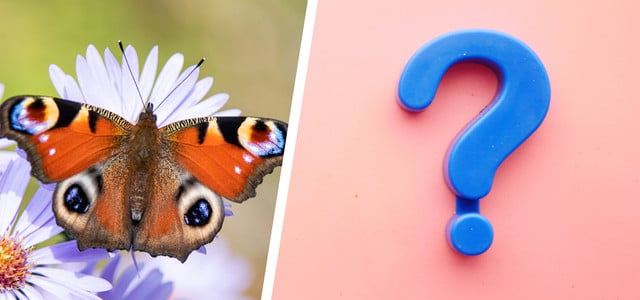 Schmetterlings-Quiz