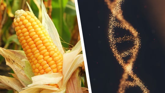 ChatGPT entwickelt gentechnisch veränderten Killermais – neues EU-Gesetz würde ihn zulassen ChatGPT Mais Gentechnik