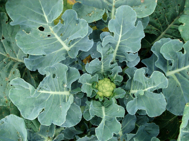 du-kannst-deinen-eigenen-blumenkohl-pflanzen-inde-cc0-pixabay-artverau-200323_download Du kannst deinen eigenen Blumenkohl pflanzen, indem du Samen aussäst oder Setzlinge kaufst.