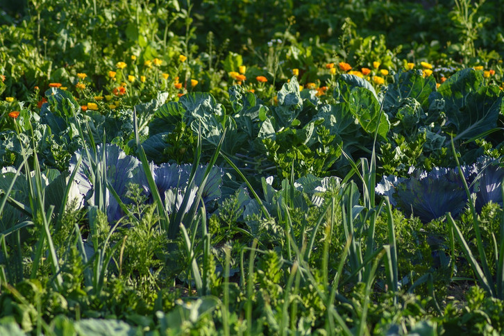 Bananenschale als Dnger verwerten: So nutzt du sie sinnvoll - Utopia.de