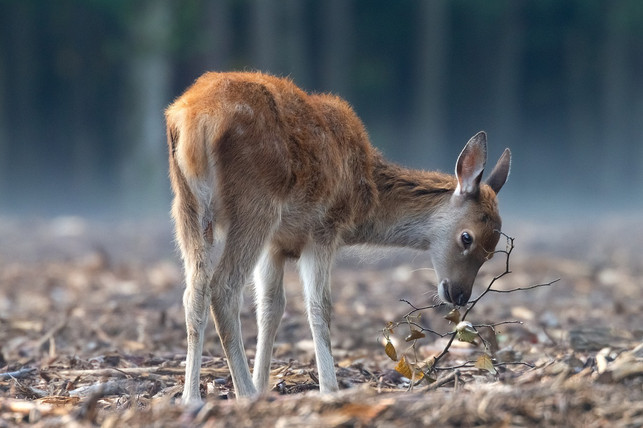 empathie-fuer-tiere-gehoert-zum-globalen-oekohumanism-cc0-pixabay-10789997-220308_download Empathie für Tiere gehört zum globalen Ökohumanismus.