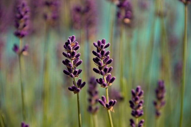 lavendel-wirkt-im-schaumbad-besonders-entspannend-cc0-pixabay-manfredrichter-230321_download Lavendel wirkt im Schaumbad besonders entspannend.