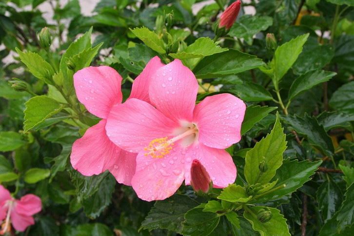 Hibiskus vermehren: So funktioniert's mit Stecklingen - Utopia.de