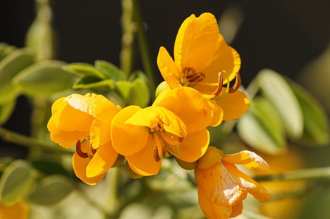 senna-tee-solltest-du-nicht-laenger-als-ein-bis-zwe-cc0-pixabay-manfredrichter-210820_download Senna-Tee solltest du nicht länger als ein bis zwei Wochen regelmäßig einnehmen.
