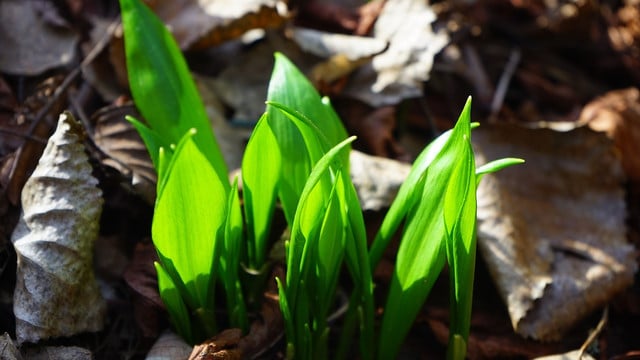 baerlauch-kannst-du-im-fruehjahr-selber-sammeln-cc0-pixabay-hans-240307_download Bärlauch kannst du im Frühjahr selber sammeln.