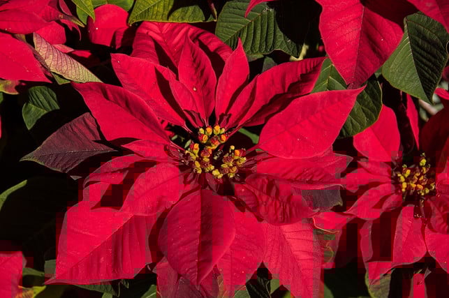 weihnachtssterne-zu-uebersommern-erfordert-ein-wen-cc0-pixabay-sandid-230605_download Weihnachtssterne zu übersommern, erfordert ein wenig Fingerspitzengefühl.