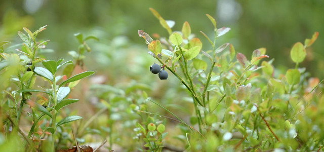 Waldheidelbeeren