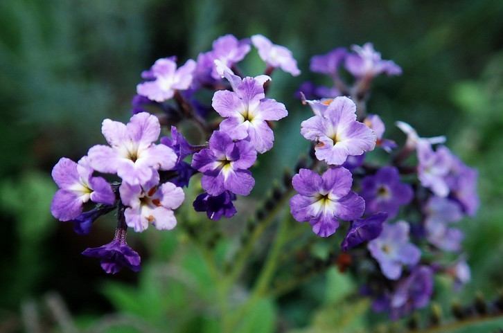 Duftender Balkon: Wie du Vanilleblume pflanzt - Utopia.de