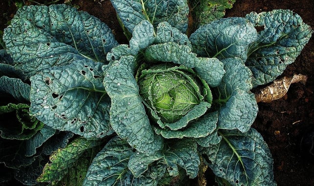 leichte-frassschaeden-am-kohl-hier-solltest-du-nac-cc0-pixabay-anaterate-211127_download Leichte Fraßschäden am Kohl – hier solltest du nach Kohlweißling-Raupen Ausschau halten.