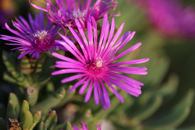 die-raublatt-aster-ist-wegen-ihrer-herkunft-auch-a-cc0--pixabay--goranh-250526_download Die Raublatt-Aster ist wegen ihrer Herkunft auch als "Neuengland-Aster" bekannt.