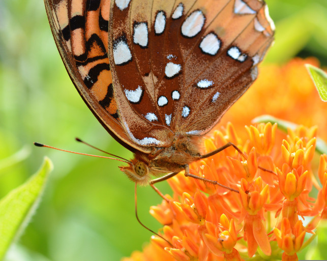 die-knollige-seidenpflanze-zieht-vor-allem-schmet-cc0--pixabay--9242587-250525_download Die Knollige Seidenpflanze. zieht vor allem Schmetterlinge an.