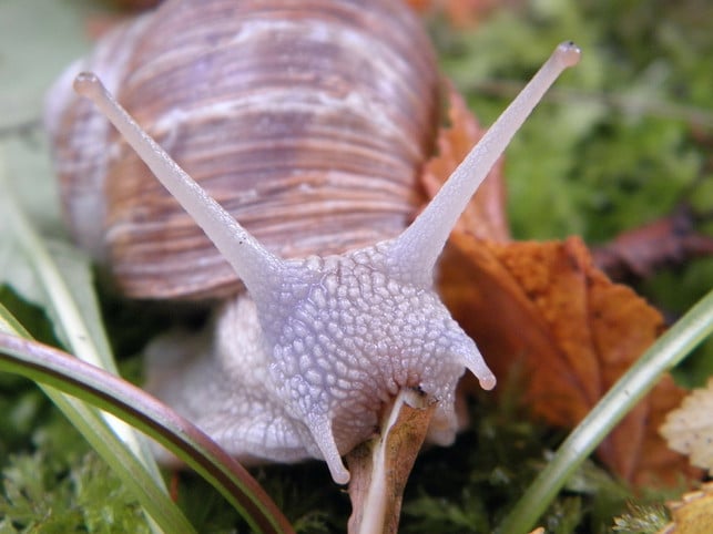 in-manchen-faellen-kann-eine-schnecke-mit-zertreten-cc0-pixabay-holgersfotografie-210625_download In manchen Fällen kann eine Schnecke mit zertretenem Schneckenhaus gerettet werden.