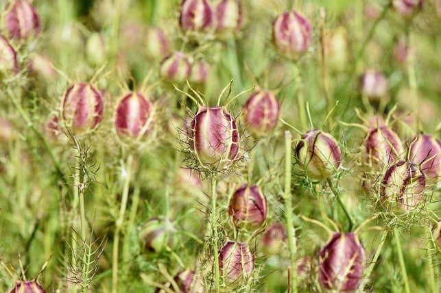 die-jungfer-im-gruenen-sieht-auch-mit-geschlossenen-cc0-pixabay-capri23auto-200922_download Die Jungfer im Grünen sieht auch mit geschlossenen Blütenständen hübsch aus.