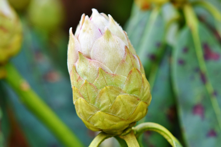 Rhododendron: Richtige Pflege fr eine schne Blte - Utopia.de