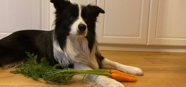Welches Obst und Gemüse dürfen Hunde fressen?