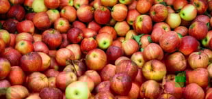 apfel verwerten