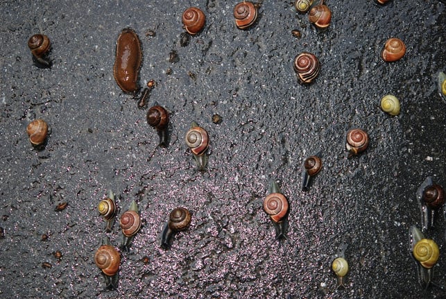 bierfallen-bedeuten-einen-qualvollen-tod-fuer-die-g-cc0-pixabay-glady-240827_download Bierfallen bedeuten einen qualvollen Tod für die gefangenen Tiere.