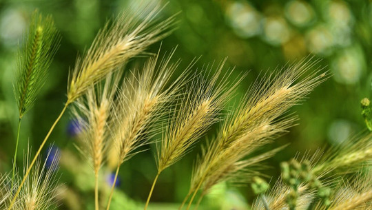 gerstenwasser-besteht-aus-gerste-cc0-pixabay-mabelamber-210531 Gerstenwasser besteht aus Gerste.