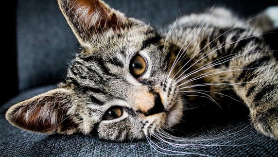 katze-einsam-cc0--pixabay--pexels-251002 Katze einsam