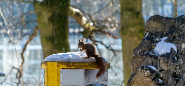 Festgefrorener Müll? Tricks für eine eisfreie Mülltonne