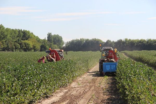pressebild-aroniaplantage-ernte-aronia-original_600 Aronia - Apfelbeere