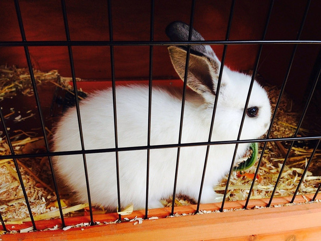 sensible-kaninchen-gehoeren-nicht-in-kleine-kaefige-cc0-pixabay-photosforyou-191221_download Sensible Kaninchen gehören nicht in kleine Käfige.