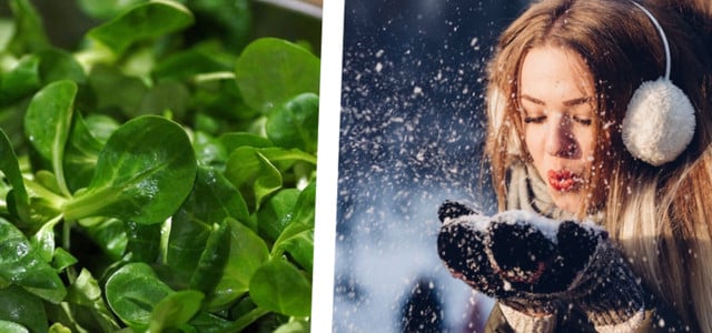Wintergemüse: Im Winter schmeckt Feldsalat