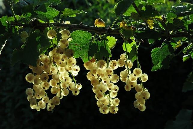 beim-johannisbeeren-schneiden-werden-die-bodentrie-cc0-pixabay-radfotosonn-191014_download Von der Johannisbeere kannst du die Bodentriebe großzügig schneiden.