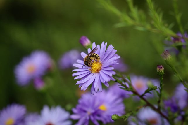 indem-du-deinen-garten-insektenfreundlich-gestalte-cc0--pixabay--nennieinszweidrei-250909_download Indem du deinen Garten insektenfreundlich gestaltest, kannst du Bienen und anderen Insekten eine große Hilfe sein.