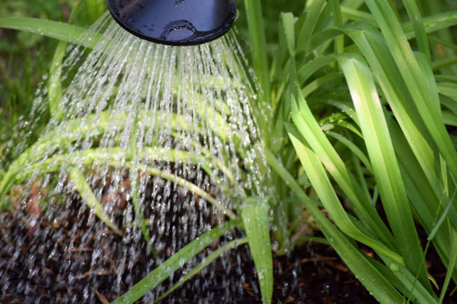 In Wasser aufgelöst kannst du Nematoden ganz einfach im Garten einsetzen.