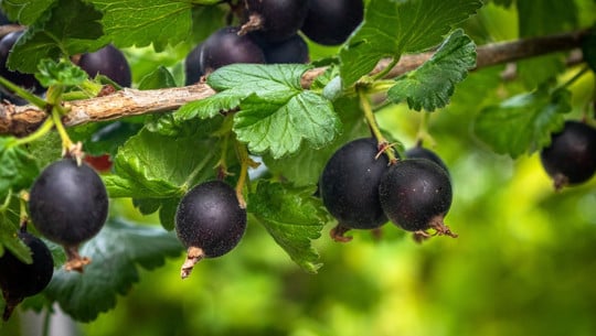 jostabeere-cc0-pixabay-wenzlerdesign-230704 Jostabeere