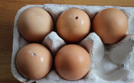 Eier ausblasen, säubern und trocknen Ausgeblasene Eier trocknen