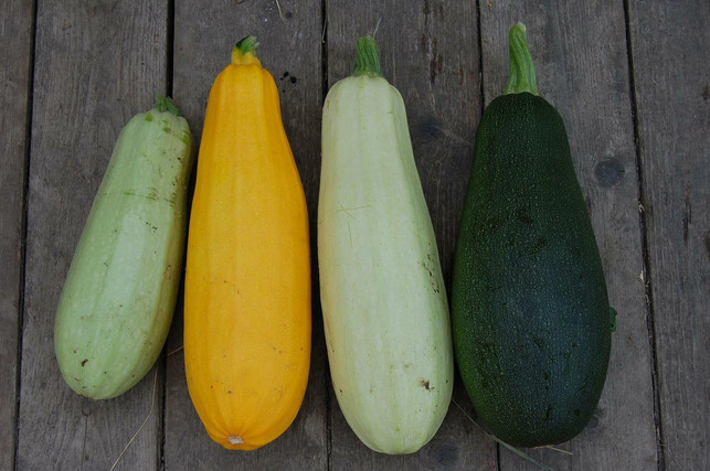 zucchini-sind-vielfaeltig-cc0-pixabay-alexey_hulsov-220628_download Es gibt verschiedene Arten von Zucchini – alle davon kannst du braten.