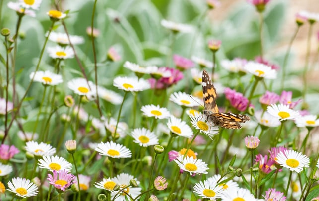 Gänseblümchen im Rasen Entfernen oder wachsen lassen? Utopia.de
