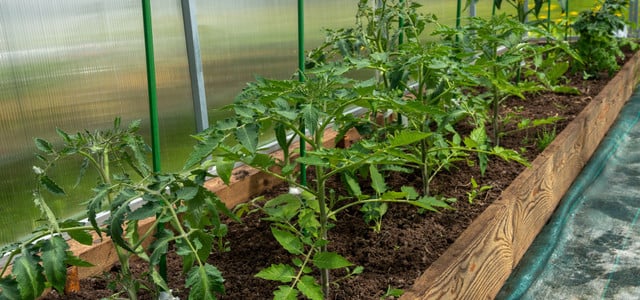 Tomaten brauchen Platz