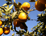 Orangensaft: Gift und Ausbeutung in der Produktion