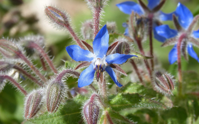 bienenweide-pflanzen-borretsch-pb-cc0-180412-1280x800 Bienenweide: Borretsch