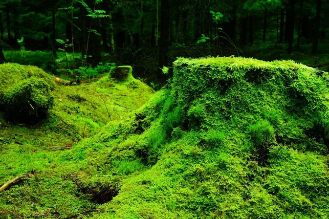 zum-oekosystem-wald-gehoeren-nicht-nur-baeume-sonder-cc0-pixabay-ioa8320-190914_download Zum Ökosystem Wald gehören nicht nur Bäume, sondern auch Sträucher, Gräser und Moose.
