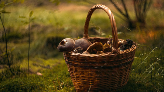 winterpilze-sammeln-cc0-pixabay-fjord77-230111 Winterpilze sammeln