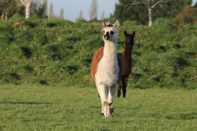 alpakas-brauchen-viel-auslauf-frische-luft-und-ei-cc0-pixabay-nbnb_nz-191108_download Alpakas brauchen viel Auslauf, frische Luft und eine ausreichend große Herde.