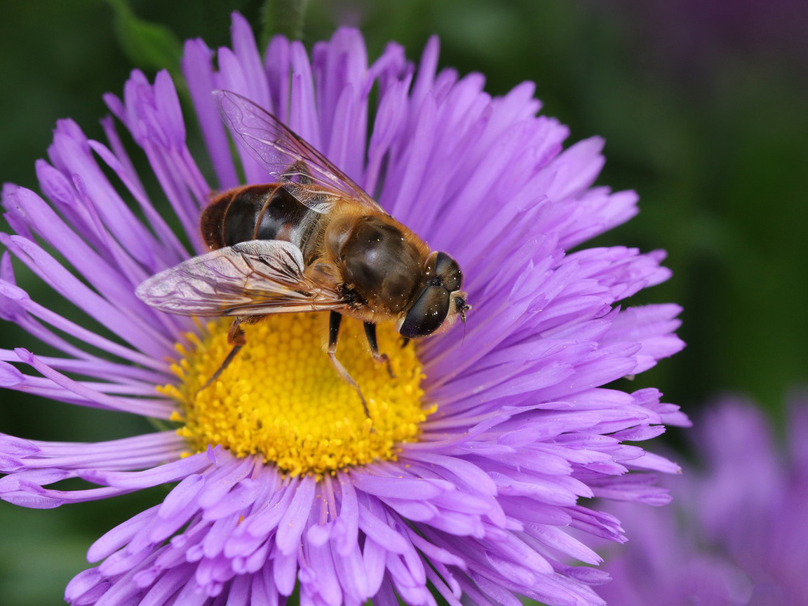 Top Ten: 10 bienenfreundliche Pflanzen fr den Herbst | Utopia.de