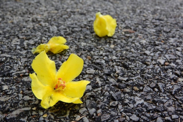 Getrocknet lässt sich aus den Blüten der Königskerze ein Tee zubereiten, der gegen Erkältungen und Hustenreiz hilft.