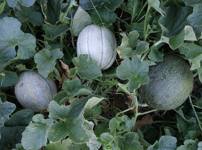 Melone vorziehen So wird es auch in deinem Garten was Utopia.de