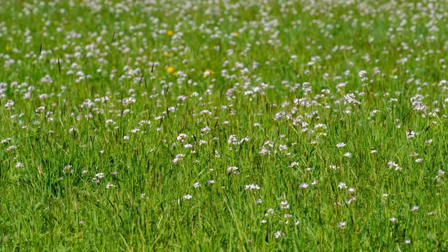 bitteres-schaumkraut-colourboxcom1914-251027 Bitteres Schaumkraut