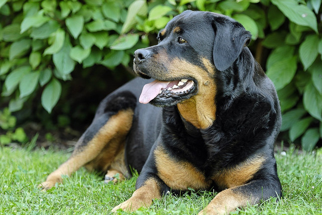 ein-hund-hechelt-stark-wenn-er-gesundheitlich-ang-cc0-pixabay-mar_qs-230426_download Ein Hund hechelt stark, wenn er gesundheitlich angeschlagen ist.