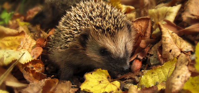 Igel verbringen den Winter im Winterschlaf.