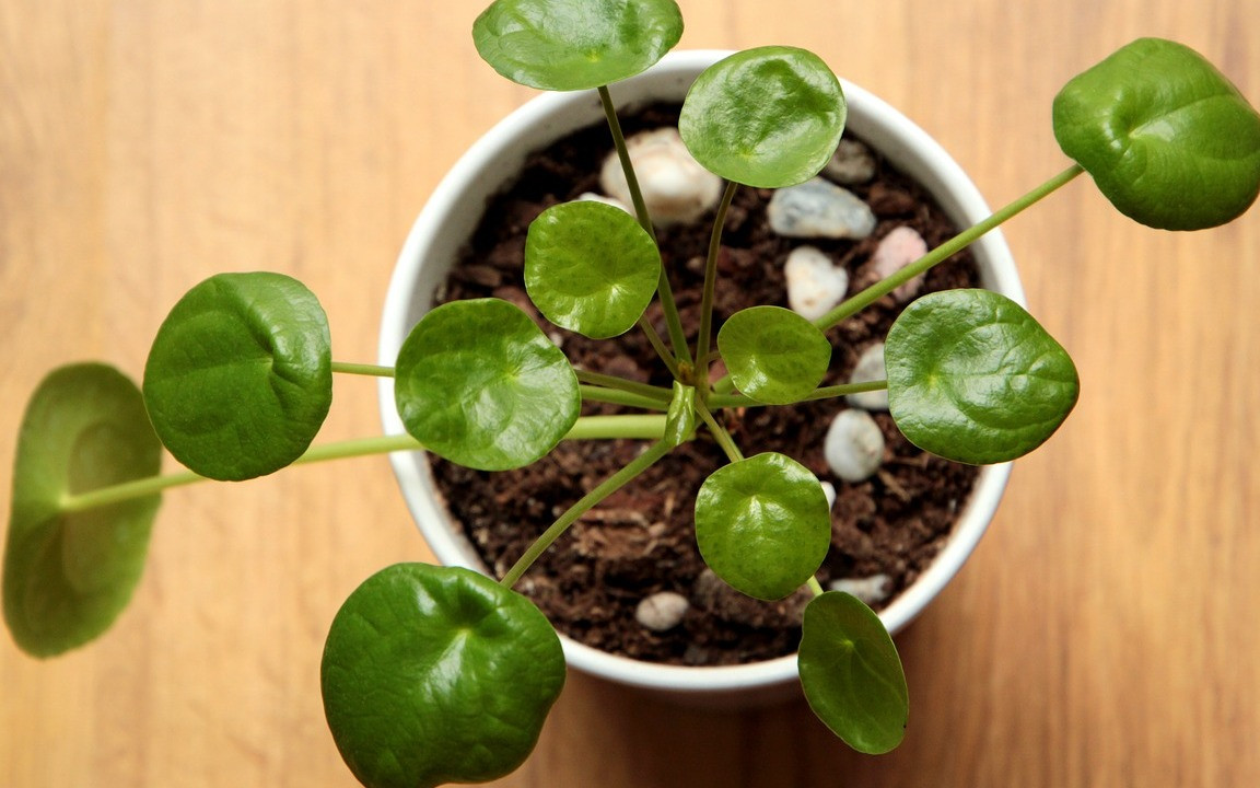 Pilea: Wie du die Ufofplanze pflegst, anbaust und vermehrst - Utopia.de
