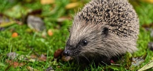 Igel im Garten