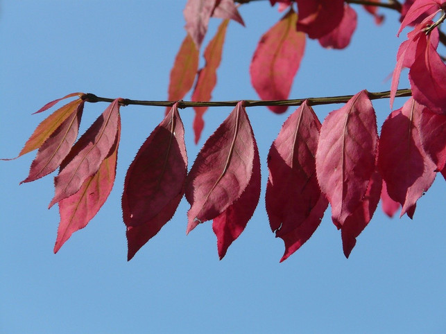 die-blutpflaume-hat-nicht-nur-rote-blueten-sondern-cc0-pixabay-hans-200726_download Die Blutpflaume hat nicht nur rote Blüten, sondern auch rote Blätter
